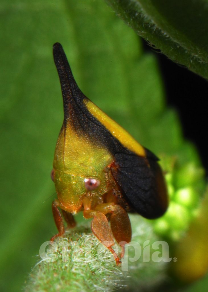 TAES BugShots - Entopia - Voices of Nature